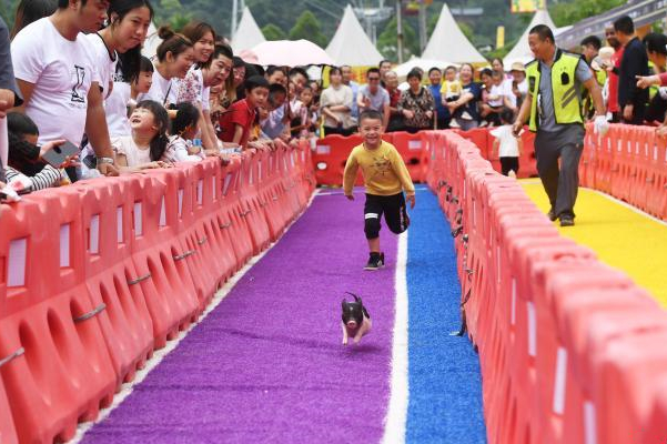 หมูน้อยแข่งวิ่งฉลอง “วันเด็ก”_fororder_香猪跑3