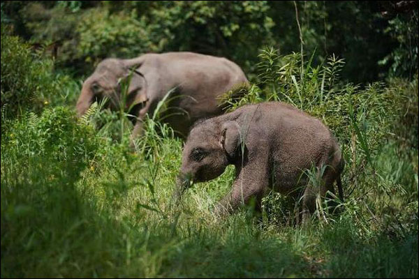 ช้างเอเชียในจีนมีจำนวน 300 เชือก เพิ่มขึ้นอย่างต่อเนื่อง_fororder_20210607yzx1