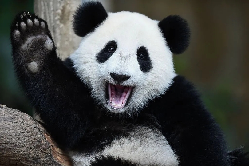 แพนด้าป่าในจีนถูกปรับลดลงมาอยู่ในระดับ “สูญพันธุ์ง่าย”_fororder_大熊猫1.webp