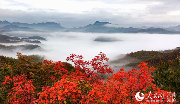 ใบไม้สีแดงในภูเขาหยูไถ มณฑลเหอหนาน สวยเหมือนภาพเขียน
