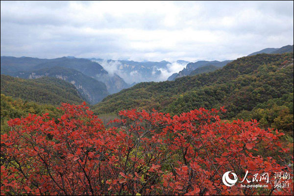 ใบไม้สีแดงในภูเขาหยูไถ มณฑลเหอหนาน สวยเหมือนภาพเขียน
