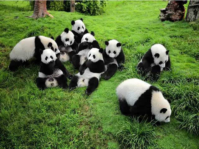 แพนด้าป่าในจีนถูกปรับลดลงมาอยู่ในระดับ “สูญพันธุ์ง่าย”_fororder_大熊猫4