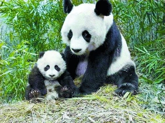 แพนด้าป่าในจีนถูกปรับลดลงมาอยู่ในระดับ “สูญพันธุ์ง่าย”_fororder_大熊猫2