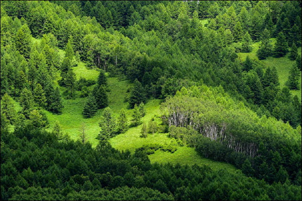 จีนพยายามเพิ่มอัตราการปลูกป่าถึง 24.1% ภายในปี 2025_fororder_20210820slfkl