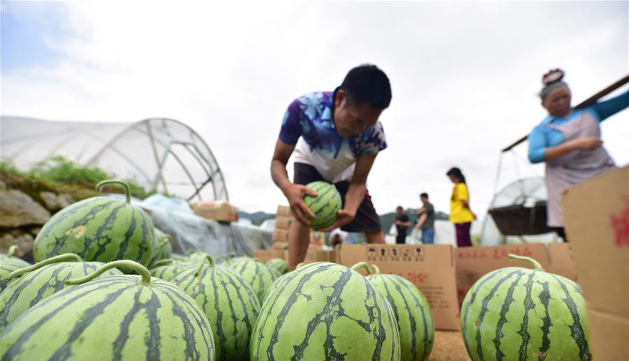 图片默认标题_fororder_夏日瓜果7