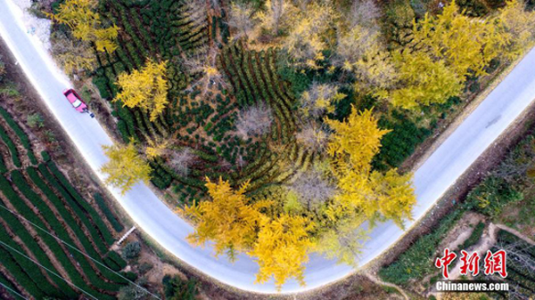 หมู่บ้านต้งเซียง กวางสี "สวมอาภรณ์ทอง" ของต้นแปะก๊วย