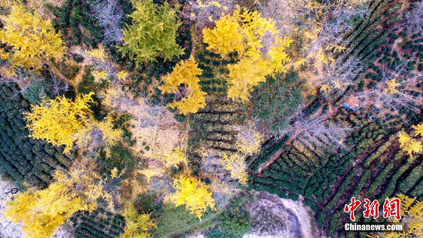 หมู่บ้านต้งเซียง กวางสี "สวมอาภรณ์ทอง" ของต้นแปะก๊วย