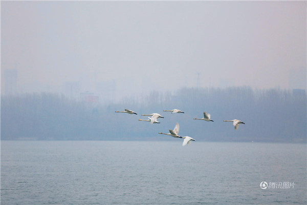 ห่านฟ้าป่าบินมาอาศัยอยู่ในทะเลสาบชานเมืองซานเหมินเสีย มณฑลเหอหนาน
