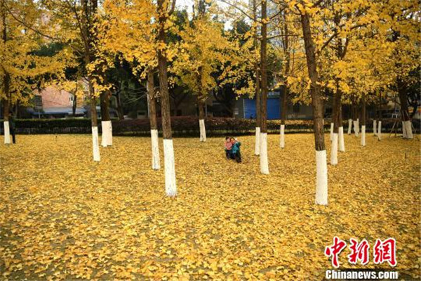 ต้นแปะก๊วยยามฤดูหนาวในเมืองฉงชิ่งเหลืองอร่ามเสมือนกลับสู่ฤดูใบไม้ร่วง