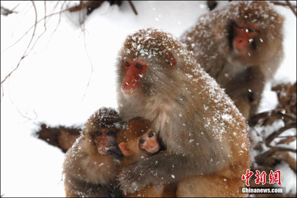 ฝูงลิงกังป่าท่ามกลางหิมะที่ตกโปรยปรายไม่ขาดสาย ในเขตอนุรักษ์ธรรมชาติ มณฑลเหอหนาน