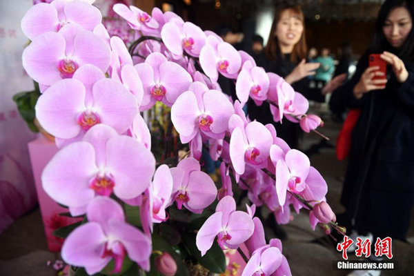 ฮ่องกงเตรียมจัดงานแสดงไม้ดอกไม้ประดับรับตรุษจีน