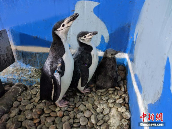 ลูกเพนกวินชินสแตรปคู่แรกถือกำเนิดในพิพิธภัณฑ์สัตว์น้ำเมืองต้าเหลียน