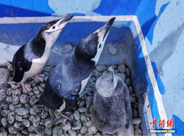 ลูกเพนกวินชินสแตรปคู่แรกถือกำเนิดในพิพิธภัณฑ์สัตว์น้ำเมืองต้าเหลียน