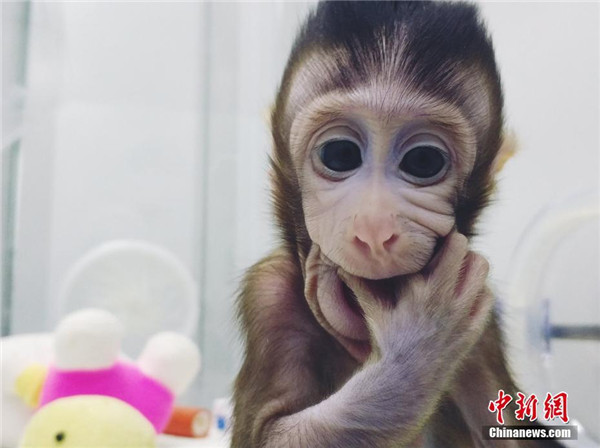 นักวิทยาศาสตร์จีน "โคลนนิ่งลิง" สำเร็จเป็นครั้งแรก