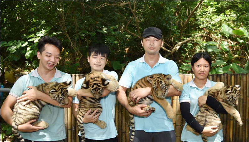 สวนสัตว์เมืองเซินเจิ้น โชว์ตัว 4 สมาชิกใหม่รับ “วันอนุรักษ์เสือโลก”_fororder_200730huriliangxiang1