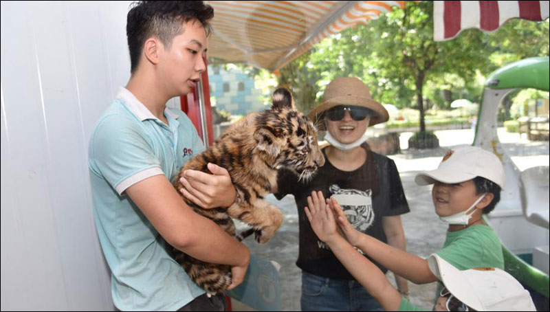 สวนสัตว์เมืองเซินเจิ้น โชว์ตัว 4 สมาชิกใหม่รับ “วันอนุรักษ์เสือโลก”_fororder_200730huriliangxiang4