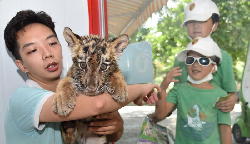 สวนสัตว์เมืองเซินเจิ้น โชว์ตัว 4 สมาชิกใหม่รับ “วันอนุรักษ์เสือโลก”_fororder_200730huriliangxiang5