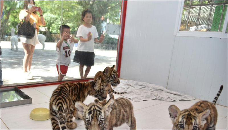 สวนสัตว์เมืองเซินเจิ้น โชว์ตัว 4 สมาชิกใหม่รับ “วันอนุรักษ์เสือโลก”_fororder_200730huriliangxiang6