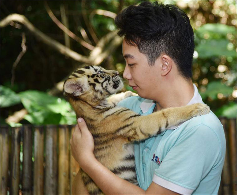 สวนสัตว์เมืองเซินเจิ้น โชว์ตัว 4 สมาชิกใหม่รับ “วันอนุรักษ์เสือโลก”_fororder_200730huriliangxiang2