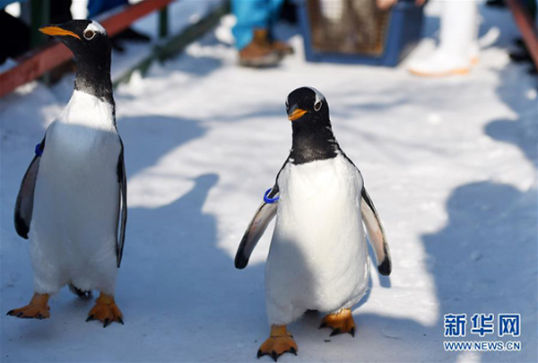 สวนสนุกแดนขั้วโลกฮาร์บินปล่อยเพนกวินเดินเล่นรับลมหนาว