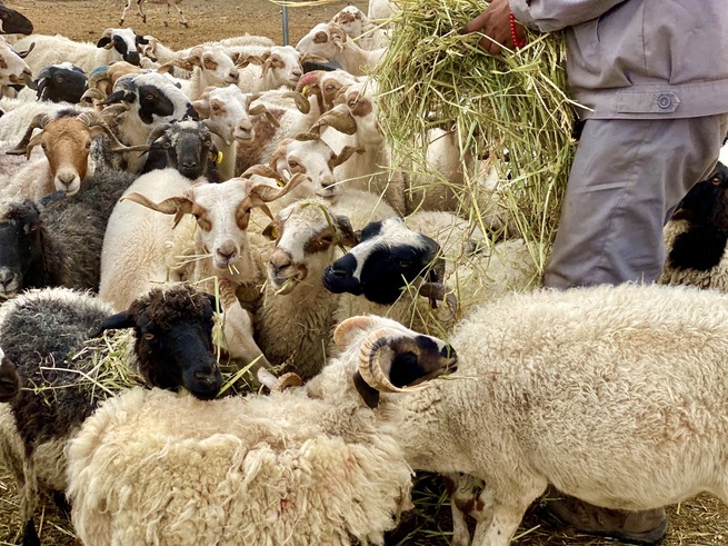 趙雲莎記者が伝えるチベットの今―⑧大規模養殖によるチベット特有の羊－崗巴羊の増収を新たなレベルへ_fororder_1