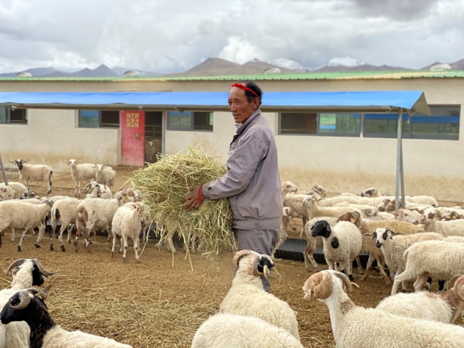 趙雲莎記者が伝えるチベットの今―⑧大規模養殖によるチベット特有の羊－崗巴羊の増収を新たなレベルへ_fororder_2