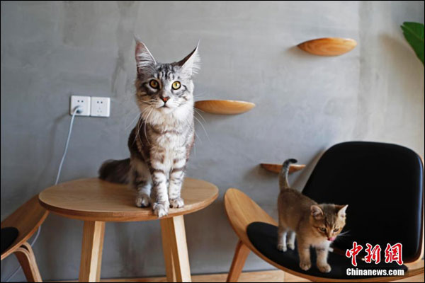 เปิดแล้ว ร้านกาแฟเล่นกับแมวร้านแรกของเซี่ยงไฮ้