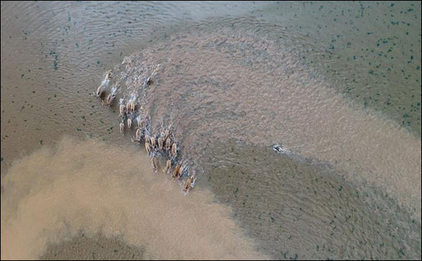 มณฑลเจียงซีปล่อยกวางเดวิดสู่ธรรมชาติในพื้นที่ทะเลสาบโผหยางหูครั้งแรก
