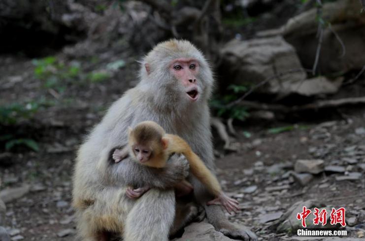 ภาพลิงป่าแม่-ลูกในเขตอนุรักษ์ธรรมชาติแห่งชาติภูเขาไท่หางซาน เมืองจี้หยวน มณฑลเหอหนาน