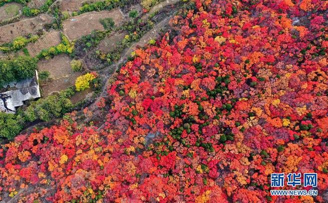 緑と赤のコントラストが美しい蝎子山の秋景色　山東省