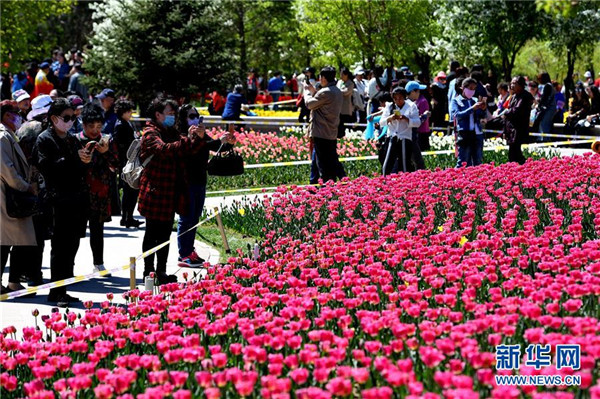 ดอกทิวลิปบานสะพรั่งในเมืองฉางชุน