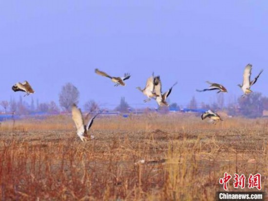 寧夏回族自治区で国家一級保護動物指定のノガン21羽を確認