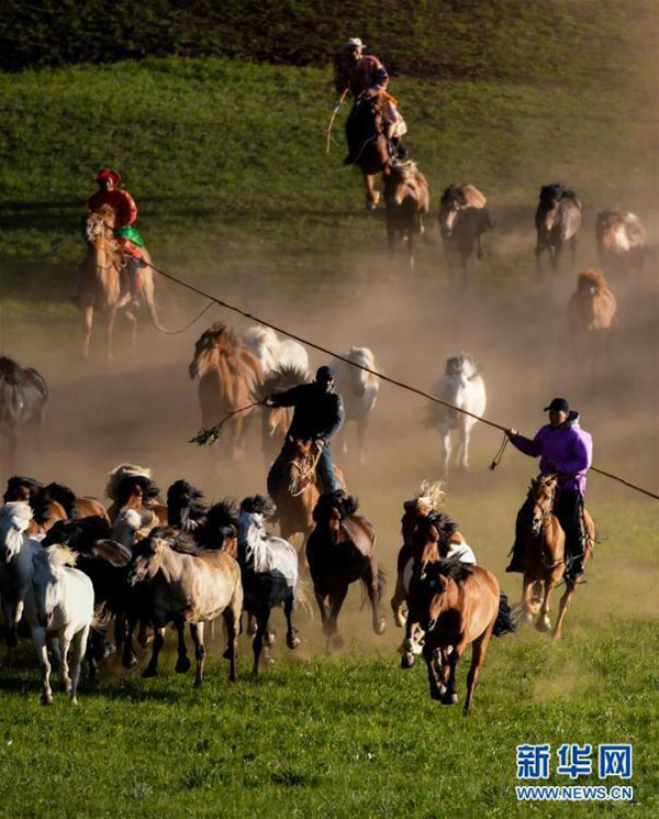 ชาวปศุสัตว์มองโกเลียในออกฝึกม้าบนทุ่งหญ้า
