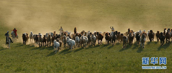 ชาวปศุสัตว์มองโกเลียในออกฝึกม้าบนทุ่งหญ้า