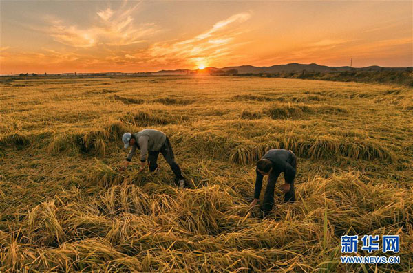 ชาวนาจี๋หลินอิ่มสุขปีนี้ผลผลิตอุดมสมบูรณ์