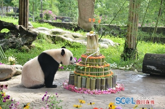 U.S.-born panda Bao Bao celebrates her fourth birthday in southwest China's Sichuan Province on August 23, 2017. [Photo: scol.com.cn]
