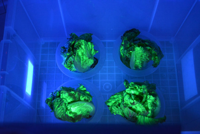 Lettuce exhibits green fluorescence. [Photo: China Plus]