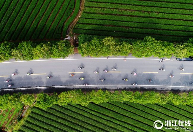 茶园绿道中的自行车赛 Fresh air riding in Zhejiang! 