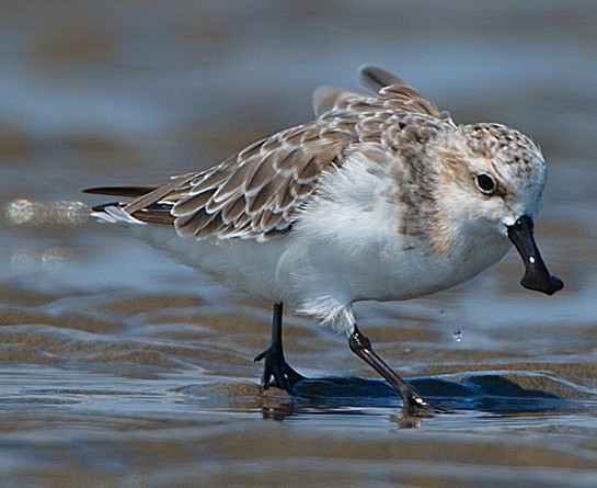 This is the photo of Spoon-billed Sandpiper. [Photo: scitoday.cn]