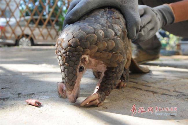 一穿山甲被解救 A one-meter-long pangolin was rescued in Shandong