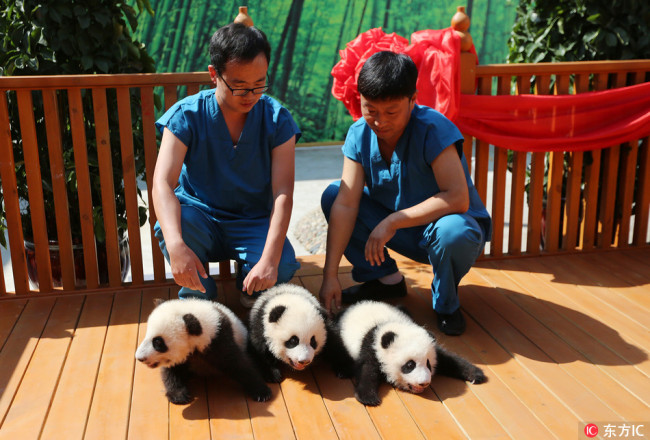 A naming campaign is launched in Northwest China's Shaanxi Province on Thursday, asking fans to name its three newest panda cubs. [Photo: VCG] 