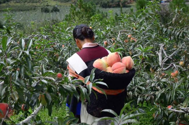 丽江桃子采摘品尝正当时 Ripe peaches attract tourists to harvest activities