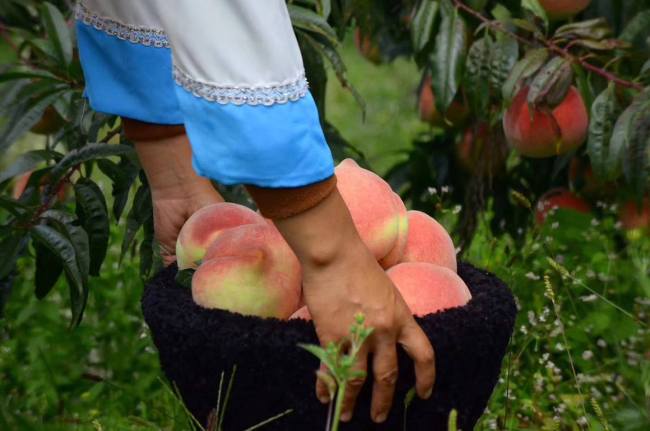 丽江桃子采摘品尝正当时 Ripe peaches attract tourists to harvest activities