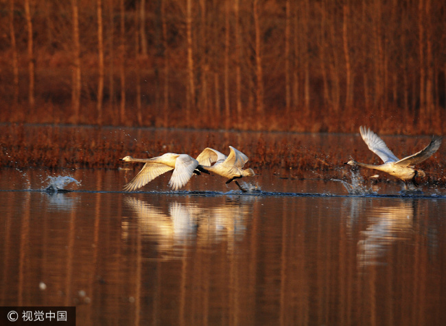Swans at a lake in the Sanmenxia Reserve in Henan province. [File Photo: VCG]
