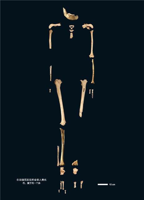 The skeleton of a Tianyuan individual. [Photo: ce.cn]