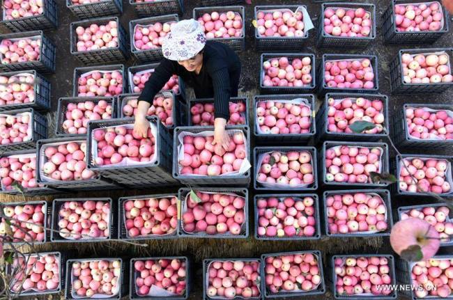 苹果丰收果农忙 20,000 hectares of apple orchards are primed for harvest