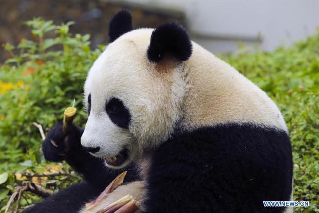 A giant panda eats bamboos at Shenshuping protection base in Wolong National Nature Reserve, southwest China's Sichuan Province, Oct. 20, 2017. The base was reconstructed after a quake in 2008 and over 50 giant pandas including 19 born in this year are now living here. [Photo: Xinhua]