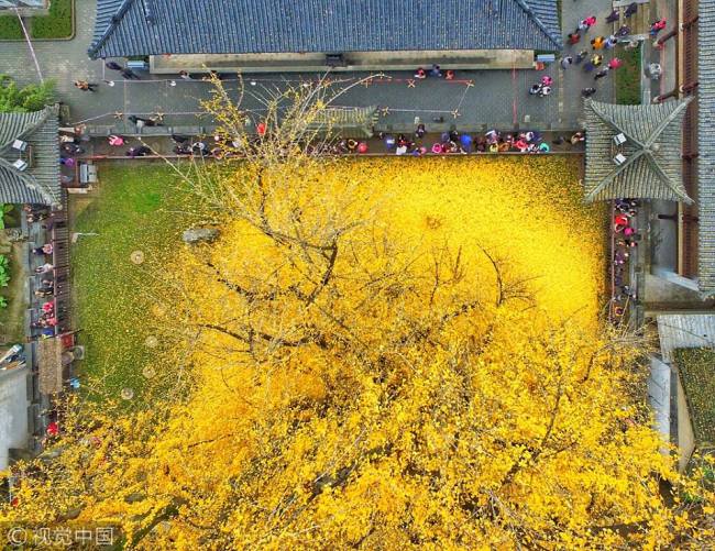  古银杏树成“网红” 参观需预约 A 1,400-year-old ginkgo tree gets its own app