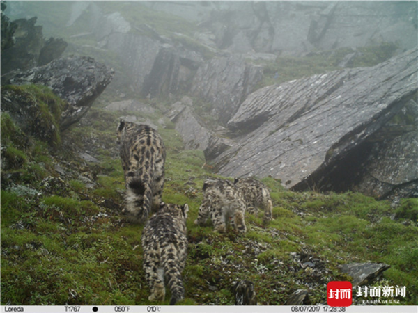 A video footage of snow leopards [Photo: Xinhua]