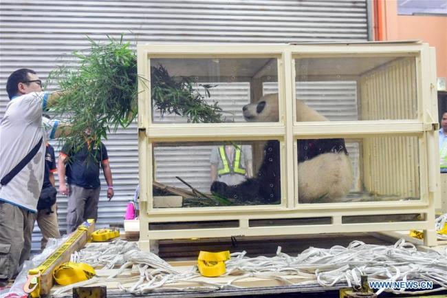 The cage containing giant panda Nuan Nuan is transferred at the Kuala Lumpur International Airport, in Malaysia on November 14, 2017. [Photo: Xinhua]
